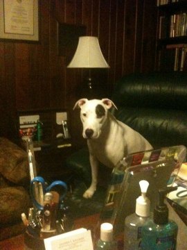 Heavy Last Day Schedule for Huntington Mayoral Campaign "Gus" Williams caught after a snack supports , Steve.